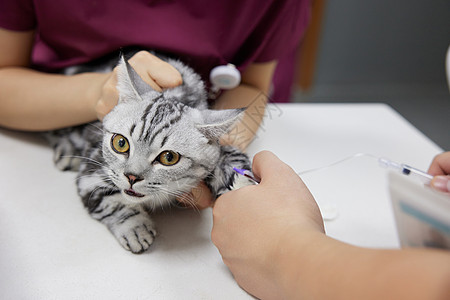 宠物猫咪打疫苗特写背景图片