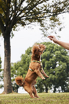 跳起来吃狗粮的泰迪犬图片