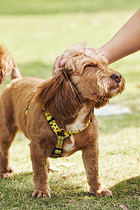 可爱狗狗萌宠泰迪犬图片