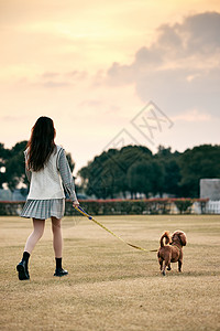 小清新美女夕阳下遛小泰迪背影图片