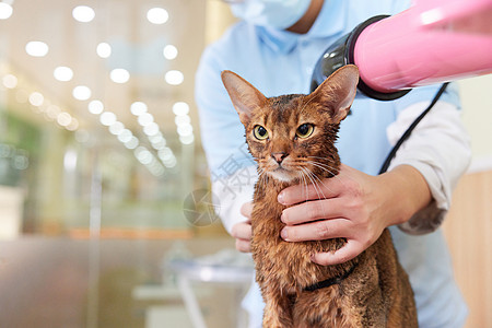 宠物店技师给宠物猫吹毛高清图片