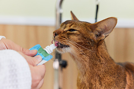 手绘猫宠物猫吃营养膏特写背景