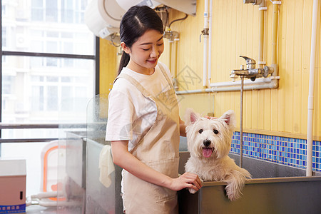 给狗狗洗澡宠物店女性技师给宠物狗狗洗澡背景