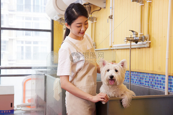 宠物店女性技师给宠物狗狗洗澡图片