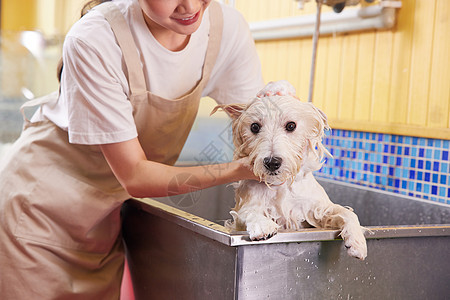 宠物店女技师给宠物狗洗澡特写图片