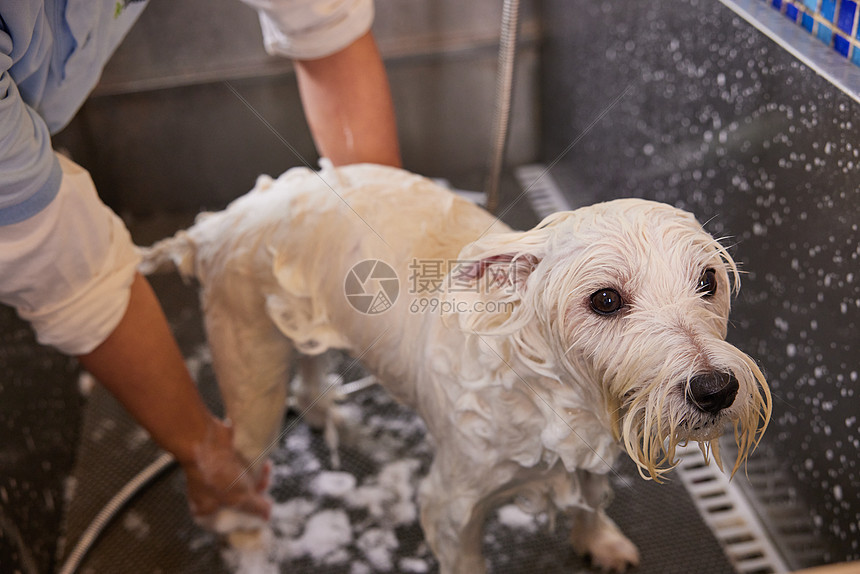 宠物店技师给宠物狗狗洗澡打泡泡特写图片