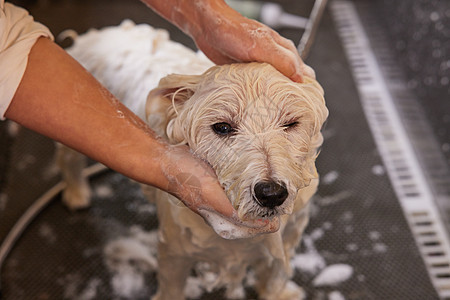 宠物店技师给宠物狗狗洗澡打泡泡特写图片