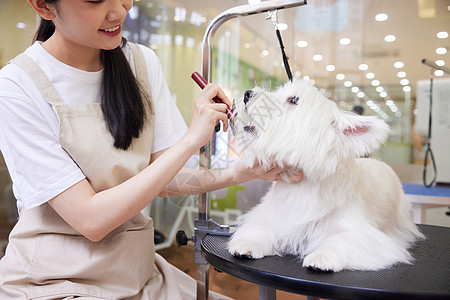 宠物店美女技师给宠物狗狗美容剪毛图片