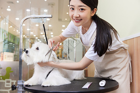 宠物店beenr宠物店美女技师给宠物狗狗美容剪毛背景