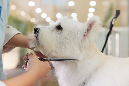 西高地犬宠物店女性技师给宠物狗理毛剪毛特写背景