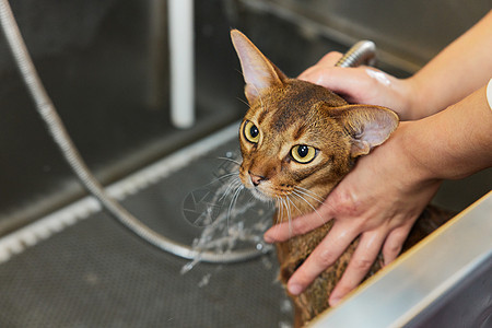 宠物店技师给宠物猫洗澡特写图片