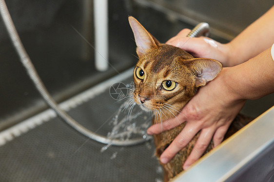 宠物店技师给宠物猫洗澡特写图片