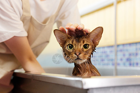 宠物猫洗澡特写高清图片