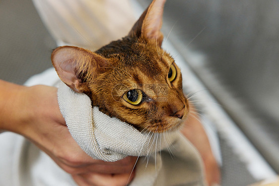 宠物店技师给宠物猫洗澡擦干特写图片