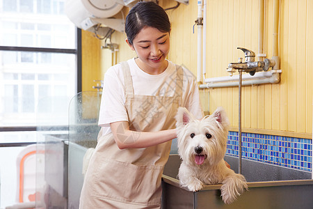 宠物店女性技师给宠物狗狗洗澡图片素材