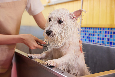 美容狗狗图片宠物店里洗澡的狗狗背景