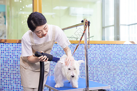 宠物店女性美容师给狗狗做美容造型图片素材