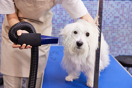 宠物店给狗狗吹毛美容图片素材