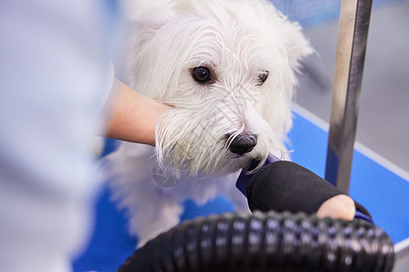 宠物店给狗狗吹毛美容图片素材