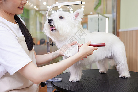 宠物店女性技师给宠物狗理毛剪毛特写图片