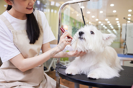 宠物店女性技师给宠物狗理毛剪毛特写高清图片