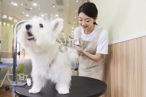 宠物店女性技师给宠物狗修剪指甲图片