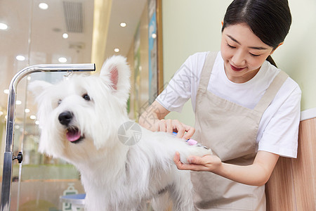 宠物店女性技师给宠物狗修剪指甲高清图片