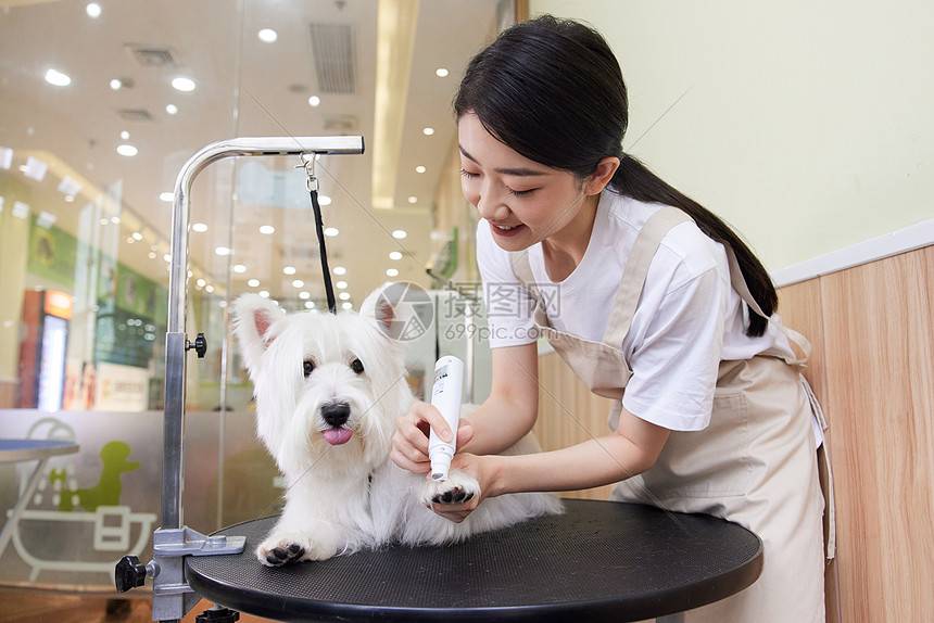 宠物店女性技师给宠物狗修剪指甲图片
