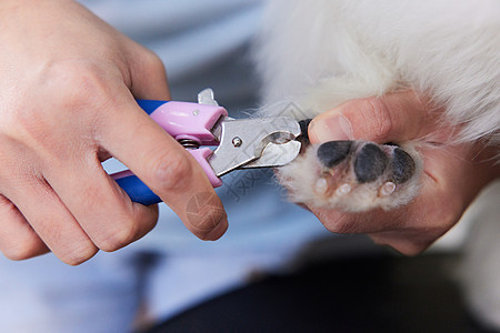 宠物美容宠物店女性技师给宠物狗修剪指甲特写背景