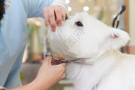 宠物狗美容修剪毛特写高清图片