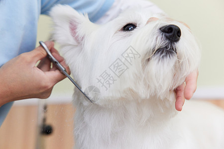 西高地犬宠物狗美容修剪毛特写背景