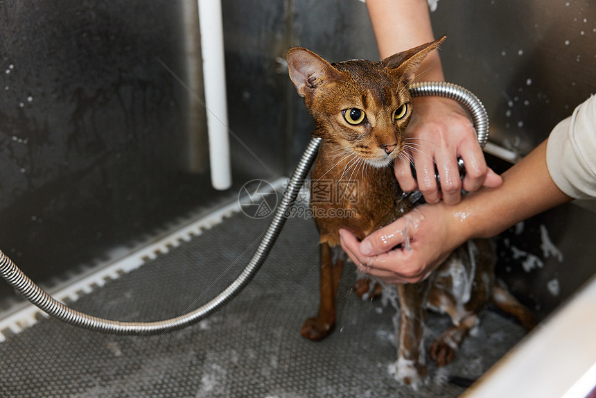 物猫洗澡特写图片