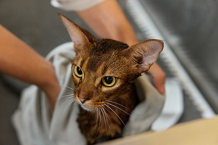 宠物店技师给宠物猫擦干身子特写图片