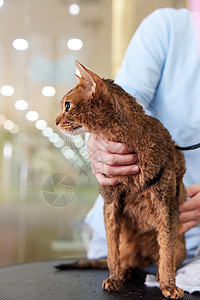 宠物店女性技师给宠物猫吹毛图片