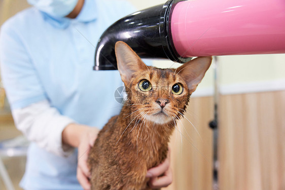 宠物店技师给宠物猫吹毛图片