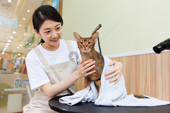 宠物店女性技师给宠物猫擦干身体图片