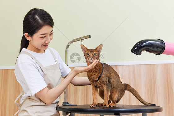 宠物店女性技师给猫做美容护理图片