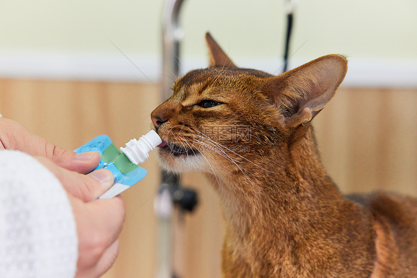 宠物店技师喂宠物猫吃营养膏特写图片