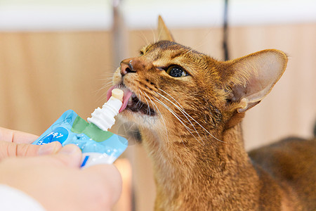 宠物店技师喂宠物猫吃营养膏特写图片