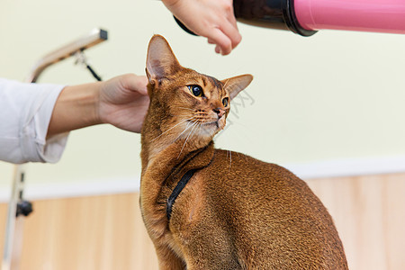 宠物店技师给宠物猫美容护理图片