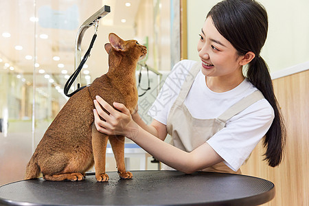 宠物店女性技师给宠物猫做美容图片