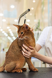 宠物店技师给宠物猫美容护理图片