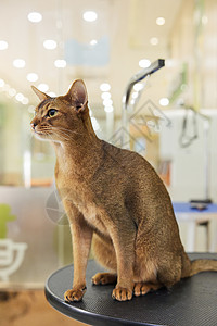 阿比西尼亚的宠物店的宠物猫埃及猫背景