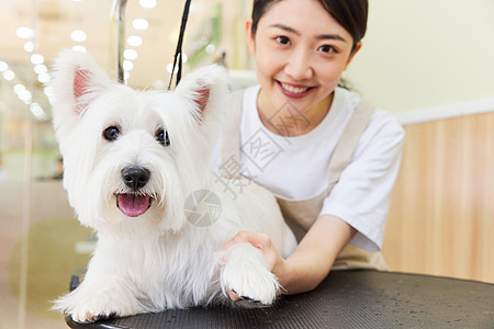 宠物店美女技师给宠物狗做美容护理高清图片