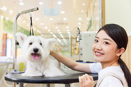 宠物店美女技师给宠物狗做美容护理图片