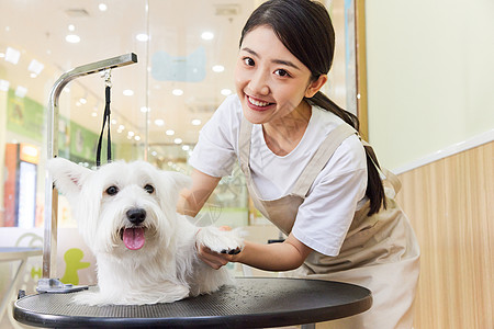 宠物店美女技师给宠物狗做美容护理图片素材