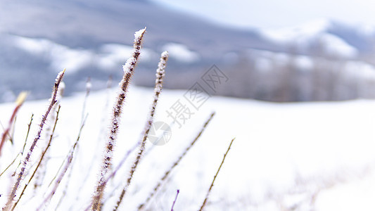 新疆冬季喀纳斯雪景芦苇图片