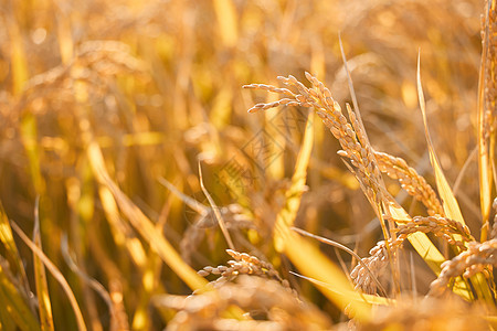 稻田里成熟的稻穗背景图片