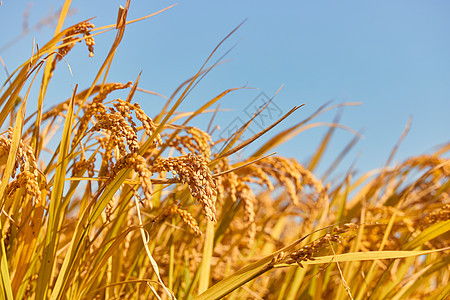稻田里成熟的稻穗背景图片