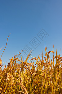 芒种海报稻田里成熟的稻穗背景